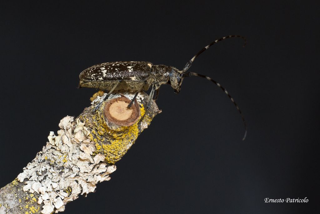 Cerambycidae: femmina di Monochamus sartor